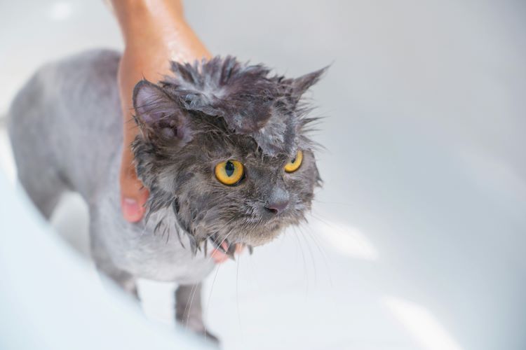 Gray kitten with yellow eyes being bathed by a human hand in a bathtub.