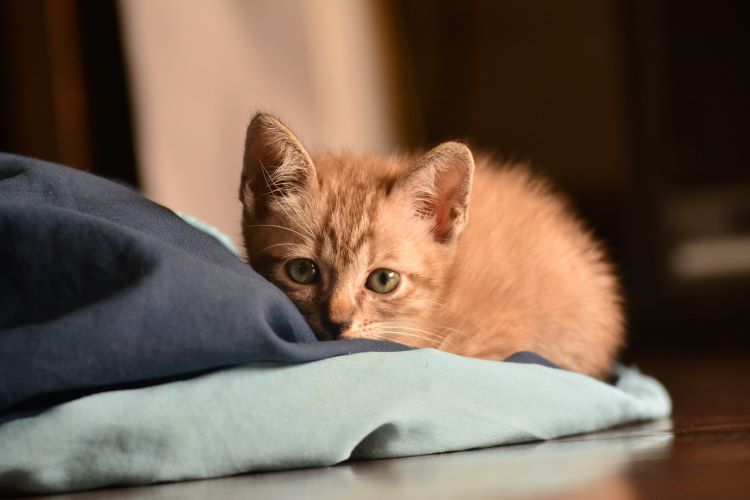 A kitten crouched on a blanket on the floor of a kitten-proofed home