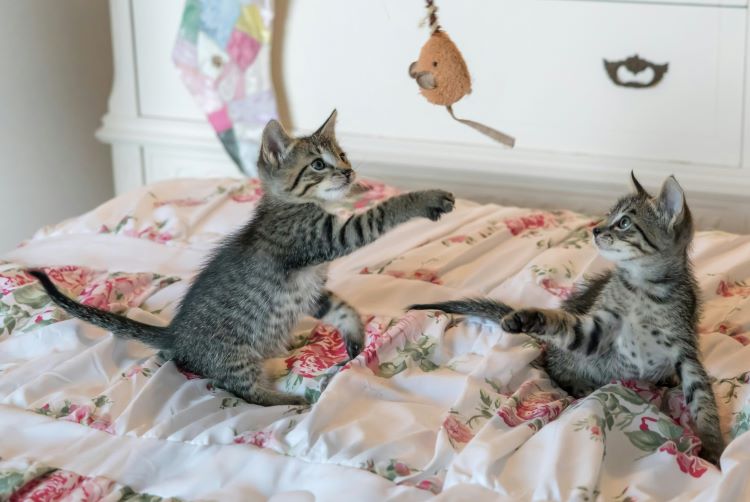 Two tabby kittens playing with a dangling mouse toy on a bed with a floral comforter.
