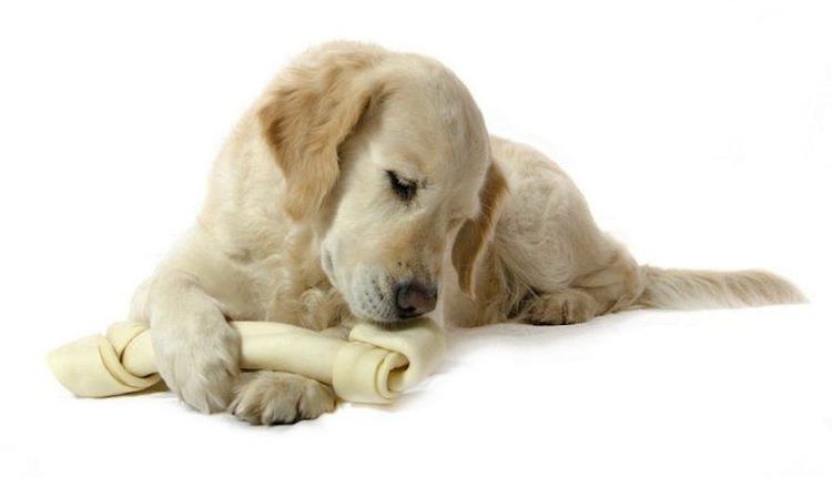 lab-with-rawhide-bone