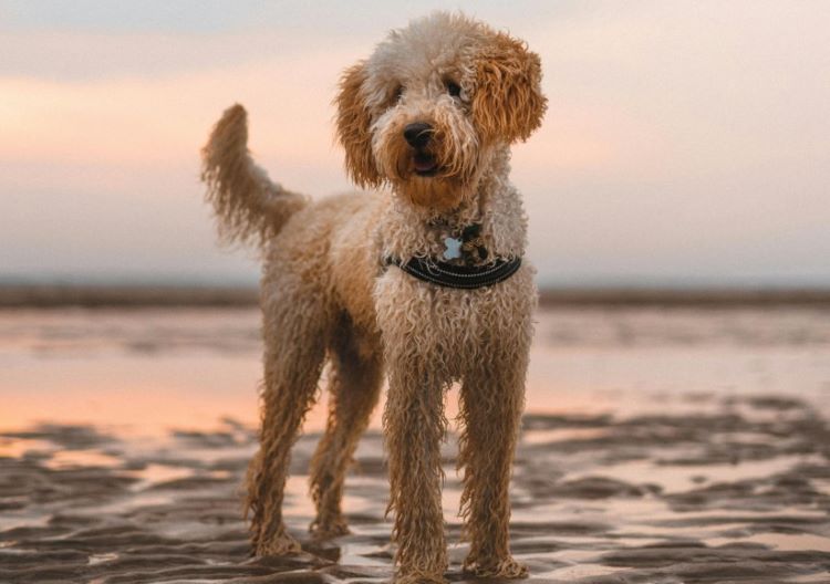 A tan Labradoodle, a type of mixed-breed dog, in a black harness standing on a beach with wet legs and tail.