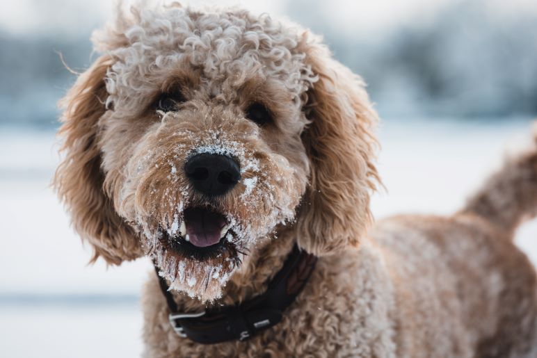 A brown labradoodle looking happy outside in the snow.