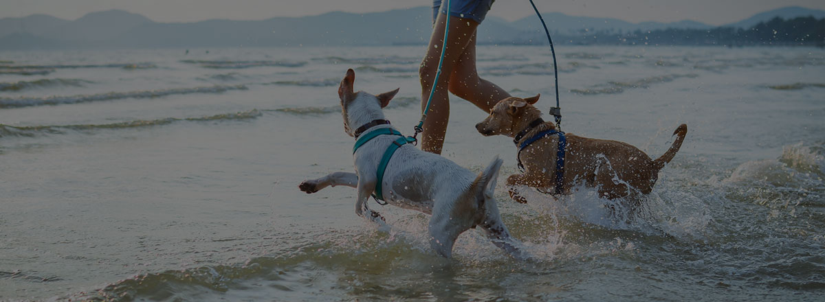 lifestyle-dogs-in-water-fill