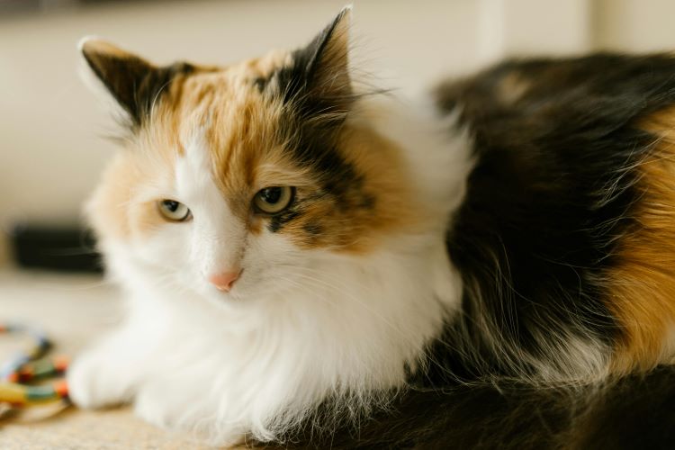 long-hair-calico