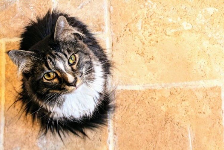 long-hair-cat-messy-fur-upward-gaze