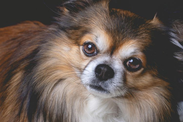 A long-hair chihuahua looking nervous as a sign of small dog syndrome or SDS.
