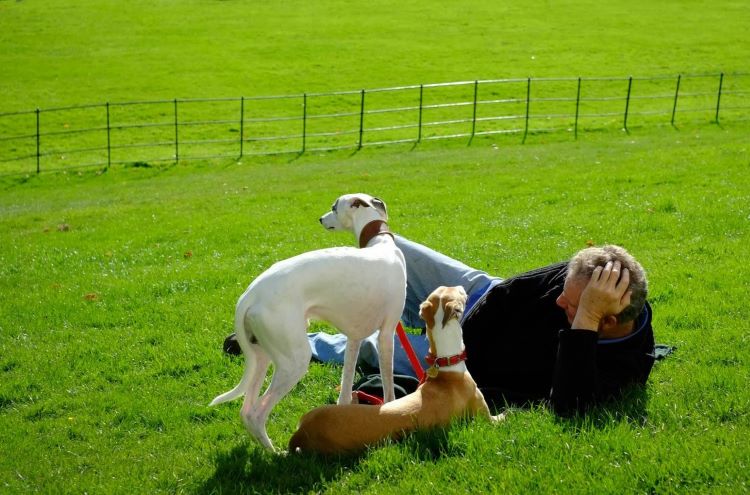 A male pet owner with grey hair relaxing with two pet greyhounds in a sunny field with green grass.
