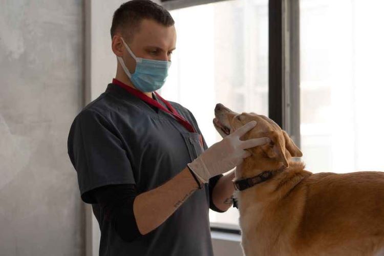 Male veterinarian examines a beige dog.