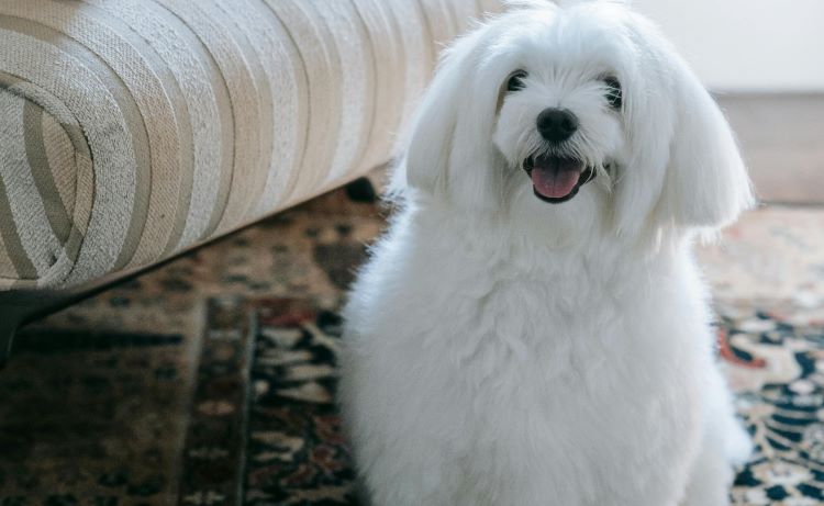 Maltese dog with long white fur sitting in a living room next to a couch.