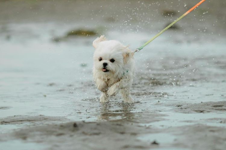 A Maltese dog running on a leash through puddles outdoors