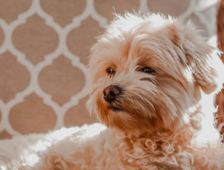 A Maltipoo with a light-colored coat sitting in an upholstered chair and looking to the side.