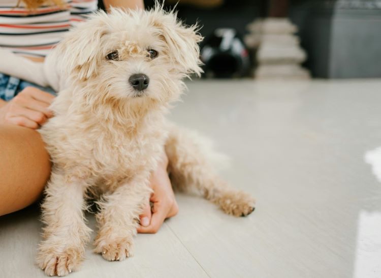 A full-grown Maltipoo dog laying on a white floor next to their pet owner.