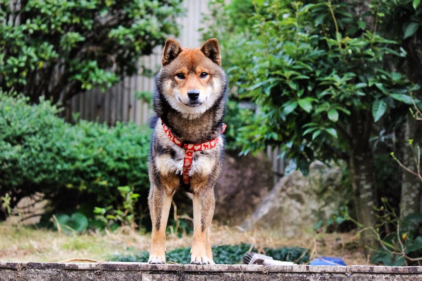 Medium sized dog standing on a wall.
