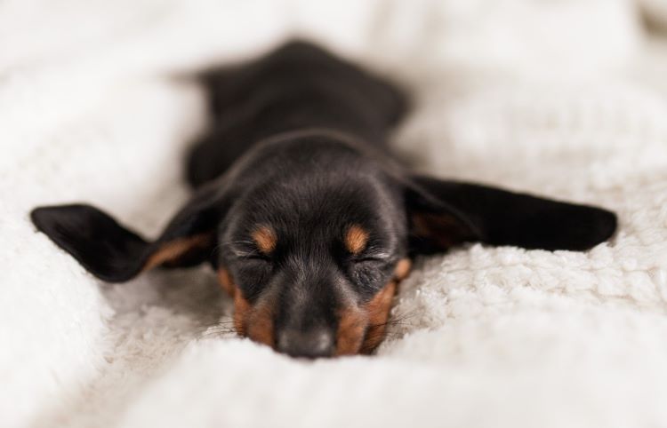 Close up of brown and black miniature dachshund breed asleep on a white blanket.