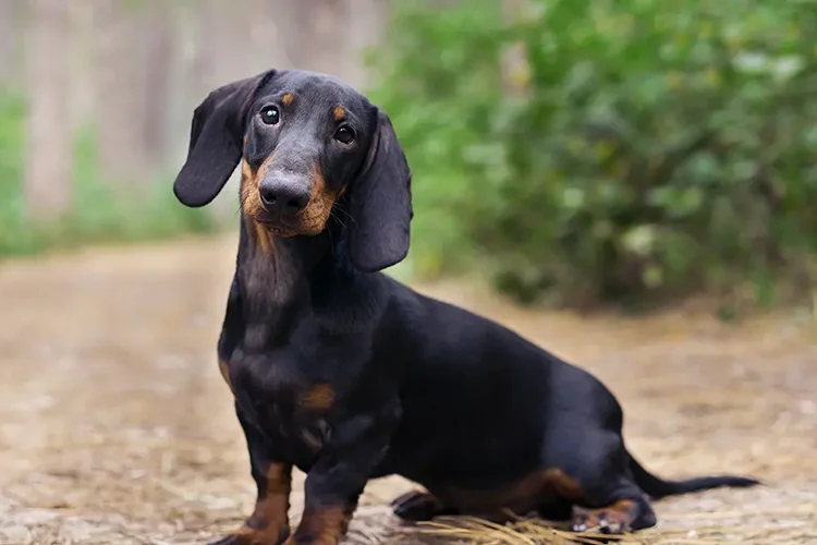Dachshund sitting