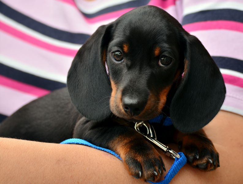 Miniature Dachshund puppy with a blue leash being held by a human.