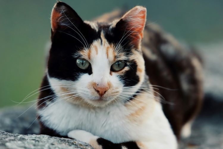 A mixed breed cat with a calico coat pattern laying outside on a log.