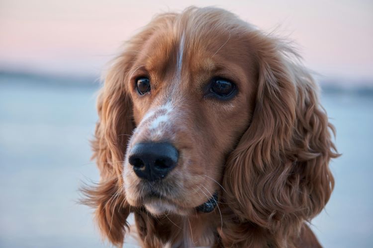 A spaniel dog type with white speckling on its nose and wavy ear fur.