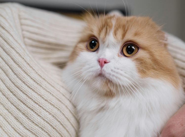 An orange and white scottish fold cat with folded ears being held by a human.
