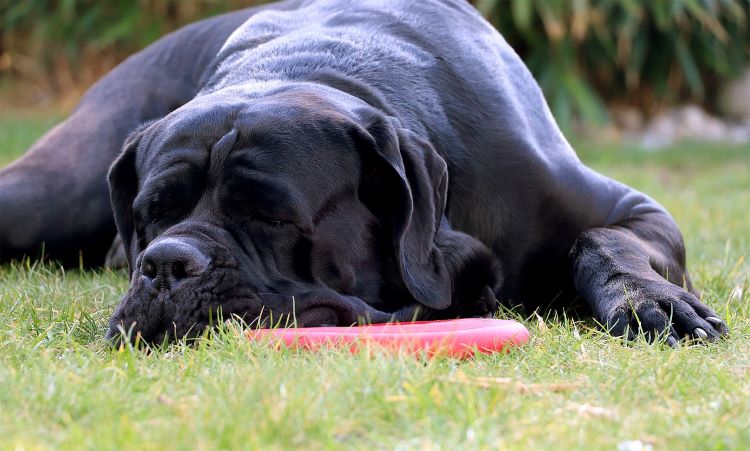 A sleepy Neapolitan Mastiff dog laying outside resting its head on a red frisbee.