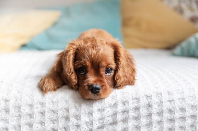 A puppy laying on a bed looking sad as a sign of the need for pet poison prevention month.