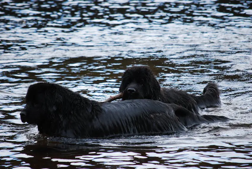 Two Newfoundland dogs swimming calmly with a stick.