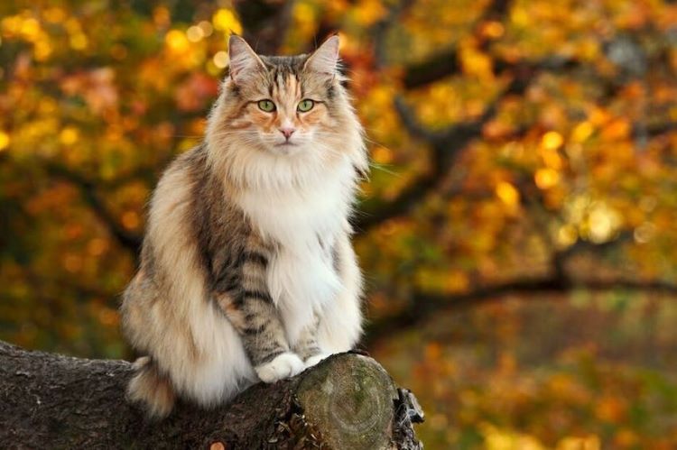 cards Wegie or Norwegian Forest Cat? A Breed Guide