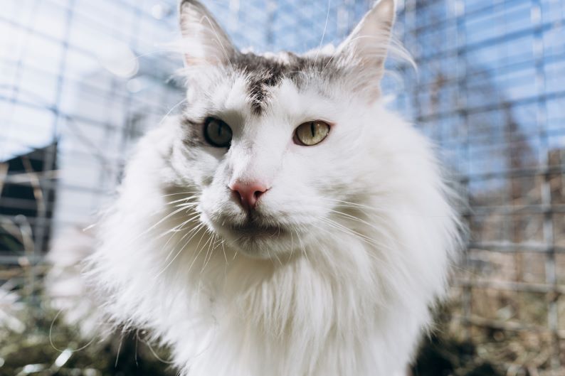 White and gray Norwegian Forest cat face close up.