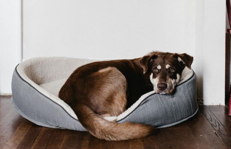 Front view of an elderly dog resting in an orthopedic pet bed on a wood floor.