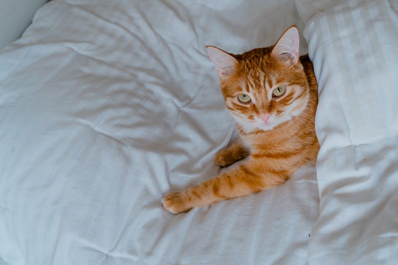 Orange American Shorthair cat laying in a white bed.