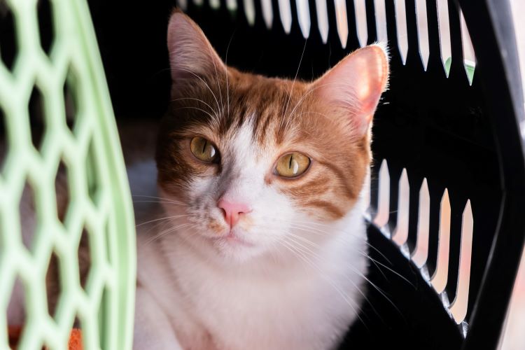 An orange and white cat with golden yellow eyes looking out of a travel carrier.