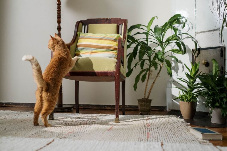 Orange cat exploring inside a home with yellow chair.