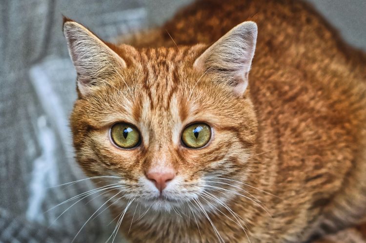 orange-cat-stare