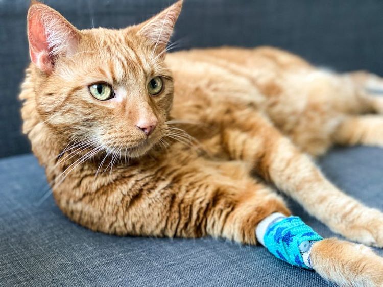 Orange cat with a blue bandage on its paw from a veterinary emergency
