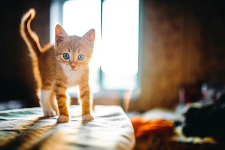 orange-kitten-sunlight