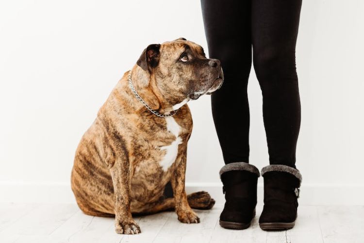 overweight-brindle-pit-bull