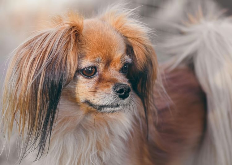 A papillon dog with the spaniel breed's long, flowy ears and tufted tail looking to the side.
