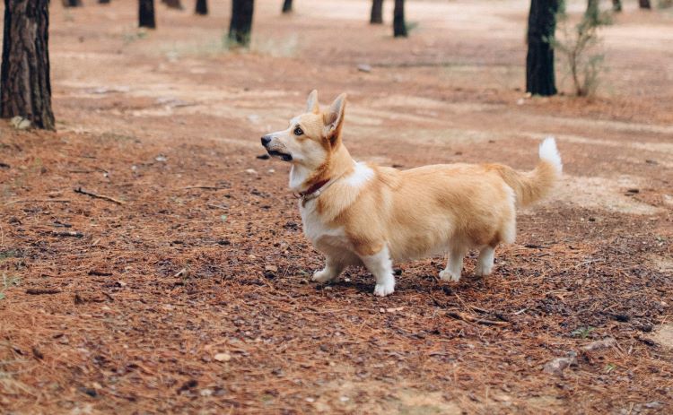 Long-tailed Pembroke Welsh Corgi standing in a pine forest.
