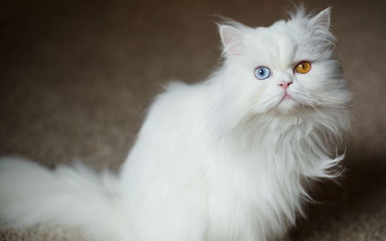 persian-cat-1-