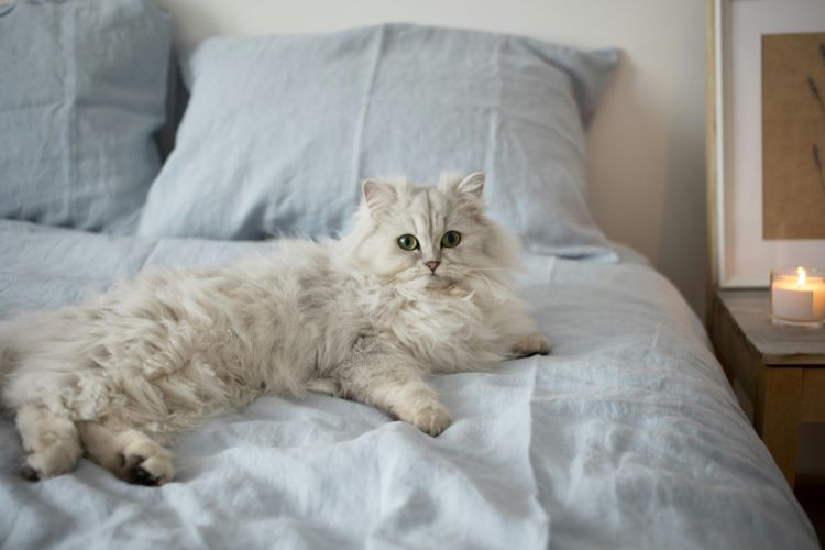 A worried white Persian cat laying on a bed as one of the most stressed-out cat breeds.