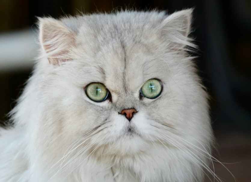 Fluffy Persian cat face with green yellow eyes.