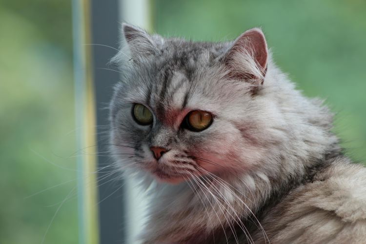 Close up of a gray Persian cat with yellow eyes and tabby coat pattern.