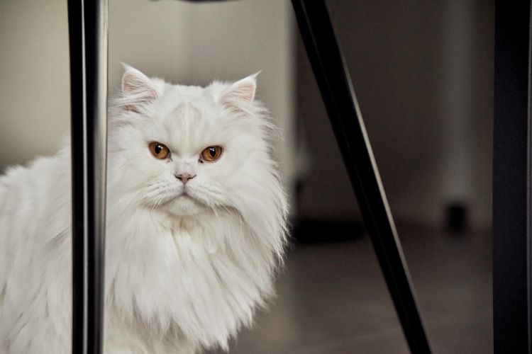 A white Persian cat looking out of a window.