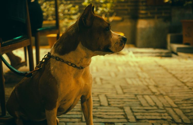 pit-bull-night-leash