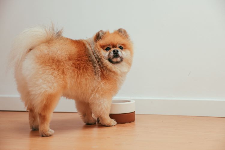 pomeranian-puppy-dog-bowl
