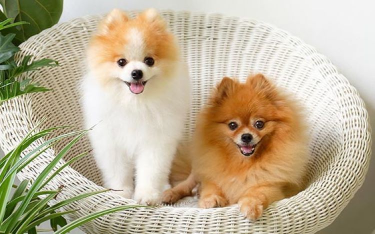 pomeranians