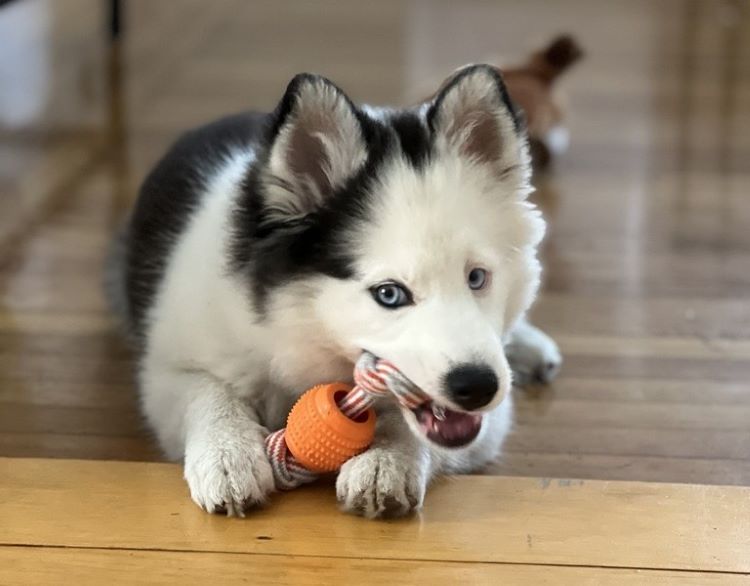 cards What is a Pomsky? All About the Fun Crossbreed