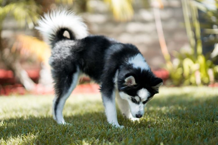 A black and white pomsky standing outdoors looking down at some grass.