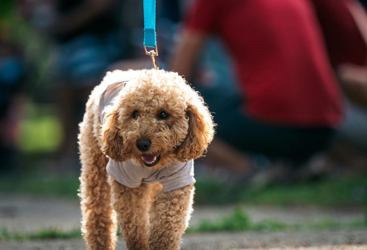 A poodle walking on a leash in the sun wearing a sun shirt for protection against skin cancer in dogs.
