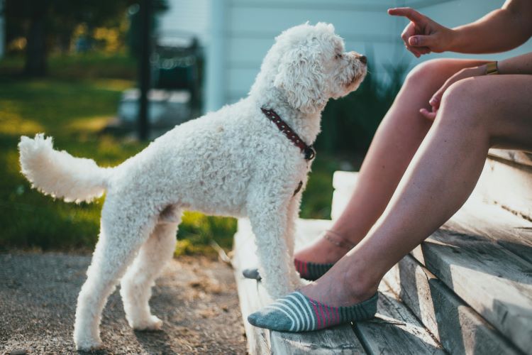 A well-trained miniature Poodle waiting patiently in front of pet owner sitting on wooden steps.